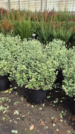 Euonymus fort. 'Emerald Gaiety' 30-40 cm cont. 10L - afbeelding 5