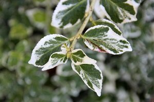 Euonymus fort. 'Emerald Gaiety' 30-40 cm cont. 3,0L - afbeelding 3