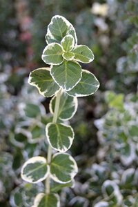 Euonymus fort. 'Emerald Gaiety' 30-40 cm cont. 3,0L