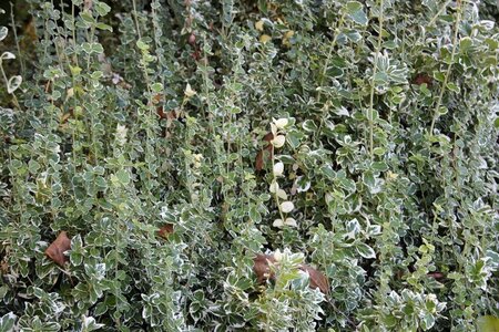 Euonymus fort. 'Emerald Gaiety' 30-40 cm cont. 3,0L - image 2