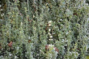 Euonymus fort. 'Emerald Gaiety' 30-40 cm cont. 3,0L - image 2