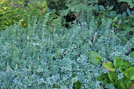 Euonymus fort. 'Emerald Gaiety' 30-40 cm cont. 3,0L - image 4