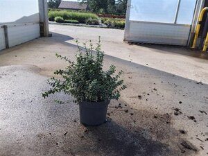 Euonymus fort. 'Emerald Gaiety' 40-50 cm cont. 10L