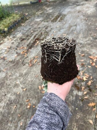 Euonymus fort. 'Emerald Gaiety' geen maat specificatie cont. 1,3L - afbeelding 1