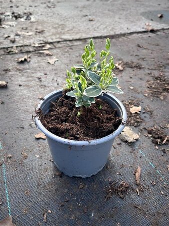 Euonymus fort. 'Emerald Gaiety' geen maat specificatie cont. 1,3L - afbeelding 2