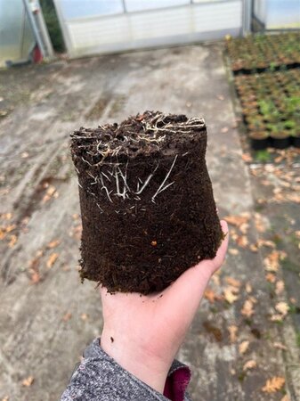 Euonymus fort. 'Emerald Gaiety' geen maat specificatie cont. 1,3L - afbeelding 2