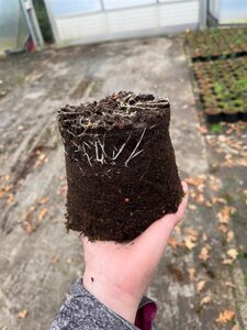 Euonymus fort. 'Emerald Gaiety' geen maat specificatie cont. 1,3L - afbeelding 2