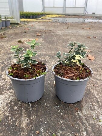 Euonymus fort. 'Emerald Gaiety' geen maat specificatie cont. 1,3L - afbeelding 3