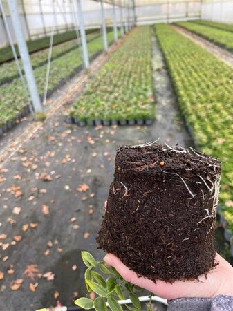 Euonymus fort. 'Emerald 'n' Gold' geen maat specificatie cont. 1,3L - afbeelding 1