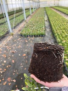 Euonymus fort. 'Emerald 'n' Gold' geen maat specificatie cont. 1,3L