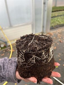 Euonymus fort. 'Emerald 'n' Gold' geen maat specificatie cont. 1,3L - afbeelding 2