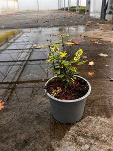 Euonymus fort. 'Emerald 'n' Gold' geen maat specificatie cont. 1,3L