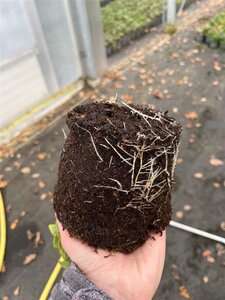 Euonymus fort. 'Emerald 'n' Gold' geen maat specificatie cont. 1,3L - afbeelding 4