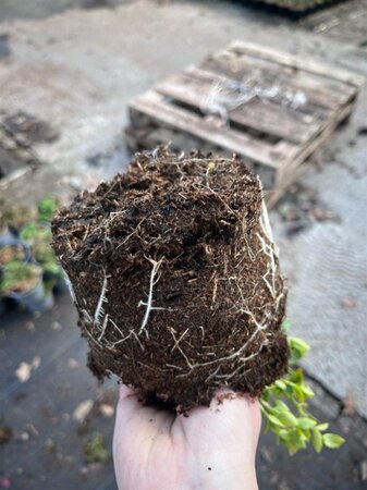 Euonymus fort. 'Emerald 'n' Gold' geen maat specificatie cont. 1,3L - afbeelding 3