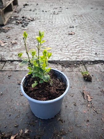 Euonymus fort. 'Emerald 'n' Gold' geen maat specificatie cont. 1,3L - afbeelding 4