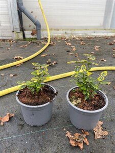 Euonymus fort. 'Emerald 'n' Gold' geen maat specificatie cont. 1,3L - afbeelding 5