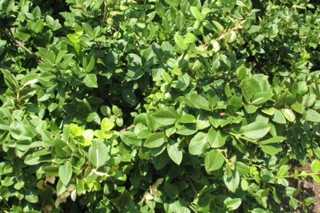 Euonymus fort. 'Sunspot' 30-40 cm cont. 3,0L - afbeelding 2