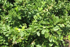 Euonymus fort. 'Sunspot' 30-40 cm cont. 3,0L - afbeelding 2