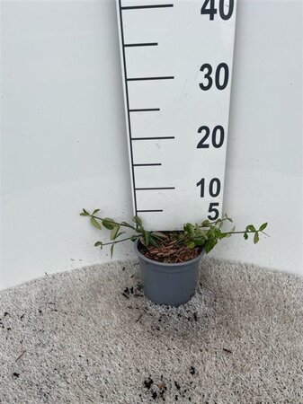 Euonymus fort. 'Tustin' geen maat specificatie cont. 1,3L