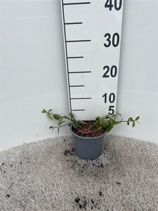 Euonymus fort. 'Tustin' geen maat specificatie cont. 1,3L