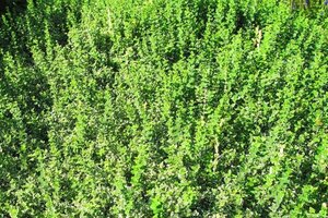 Euonymus fort. 'Variegatus' 15-20 cm cont. 2,0L