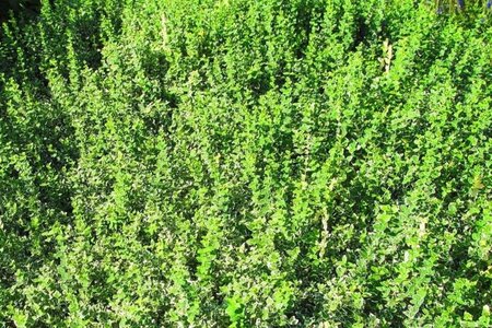 Euonymus fort. 'Variegatus' 25-30 cm cont. 3,0L - afbeelding 1