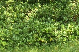 Euonymus fort. 'Vegetus' 25-30 cm cont. 3,0L