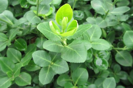 Euonymus fort. 'Vegetus' 25-30 cm cont. 3,0L - afbeelding 2