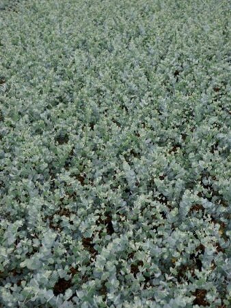Eucalyptus gunnii 200-250 cm cont. 10L - afbeelding 2