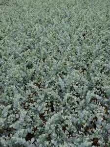 Eucalyptus gunnii 200-250 cm cont. 10L - afbeelding 2