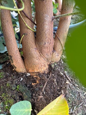 Eucalyptus gunnii 200-250 cm cont. 20L - afbeelding 1