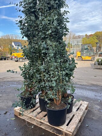 Eucalyptus gunnii 200-250 cm cont. 20L - afbeelding 2