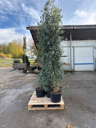 Eucalyptus gunnii 200-250 cm cont. 20L - afbeelding 3