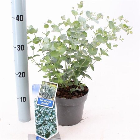 Eucalyptus gunnii 25-30 cm cont. 2,0L