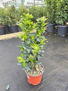 Euonymus japonicus 30-40 cm cont. 3,0L - afbeelding 3