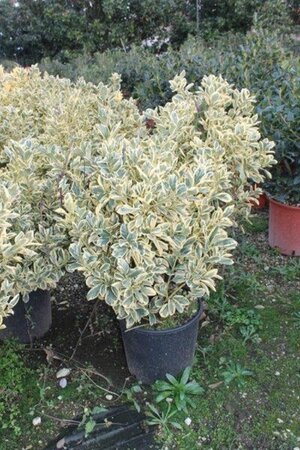 Euonymus jap. 'Bravo' 60-80 cm cont. 15L - afbeelding 3