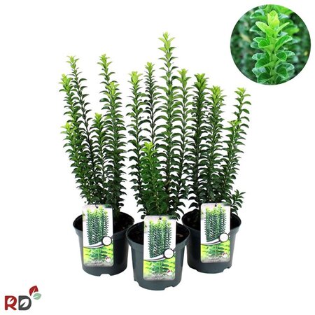 Euonymus jap. 'Green Rocket' 40-50 cm cont. 3,0L