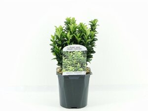 Euonymus jap. 'Green Spire' 15-20 cm cont. 2,0L