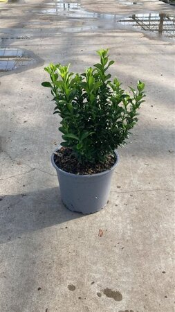 Euonymus jap. 'Green Spire' 20-30 cm cont. 2,0L - afbeelding 5