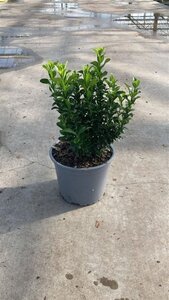 Euonymus jap. 'Green Spire' 20-30 cm cont. 2,0L - afbeelding 5