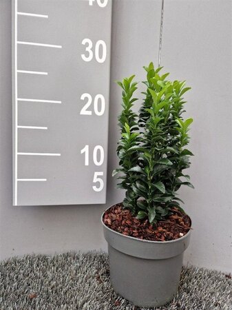 Euonymus jap. 'Green Spire' 20-30 cm cont. 2,0L - afbeelding 1