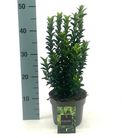 Euonymus jap. 'Green Spire' 20-30 cm cont. 2,0L - afbeelding 3