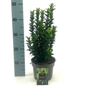 Euonymus jap. 'Green Spire' 20-30 cm cont. 2,0L - afbeelding 3