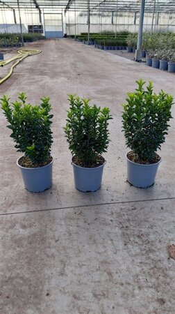 Euonymus jap. 'Green Spire' 20-30 cm cont. 2,0L - afbeelding 3