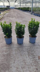 Euonymus jap. 'Green Spire' 20-30 cm cont. 2,0L - afbeelding 3