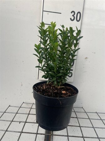 Euonymus jap. 'Green Spire' 20-30 cm cont. 2,0L - afbeelding 4