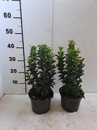 Euonymus jap. 'Green Spire' 20-30 cm cont. 2,0L - afbeelding 6