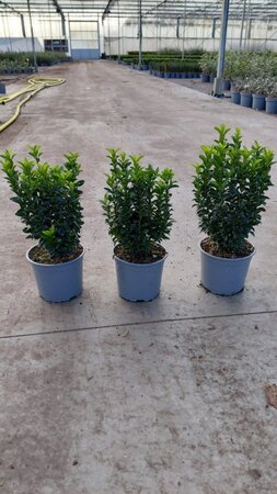 Euonymus jap. 'Green Spire' 20-30 cm cont. 2,0L - afbeelding 7