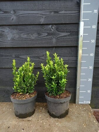 Euonymus jap. 'Green Spire' 25-30 cm cont. 3,0L