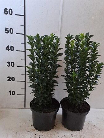 Euonymus jap. 'Jean Hugues' 30-40 cm cont. 2,0L - afbeelding 3